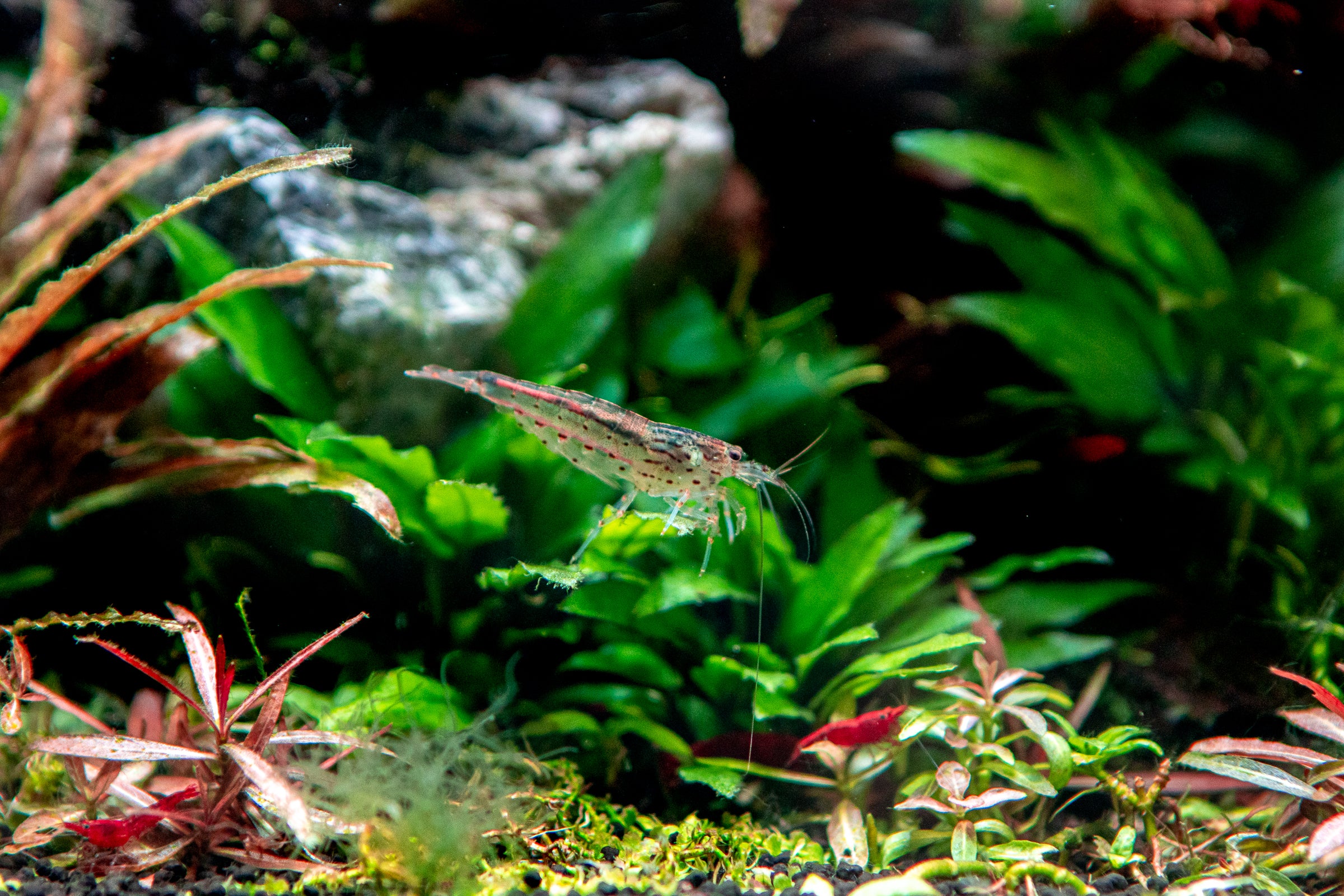 live prawn in aquarium