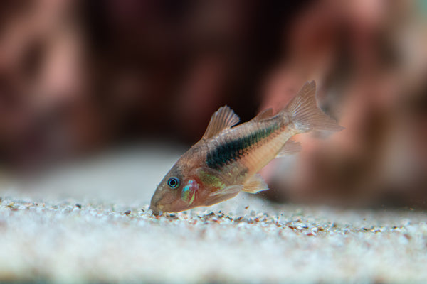 corydora fish