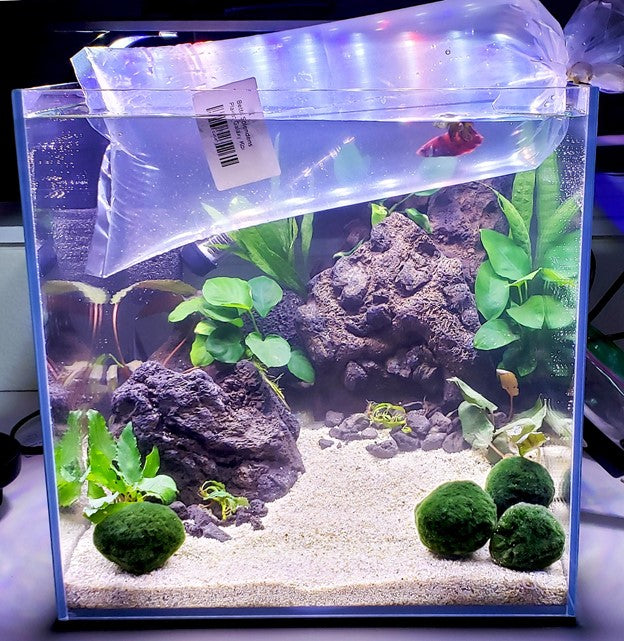 Set Up: Low Tech Planted Tank for a Betta Fish — Buce Plant