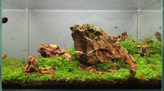 dragon stone aquascape