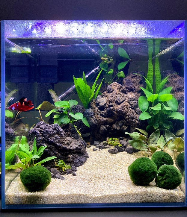 Set Up: Low Tech Planted Tank for a Fish — Buce Plant