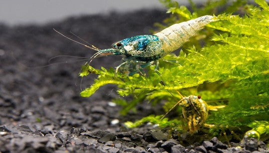 blue bolt shrimp