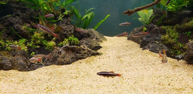 Tips For Maintaining An Aquascape With Multiple Substrates Buce Plant