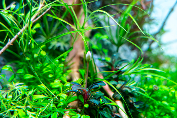 flowering bucephalandra