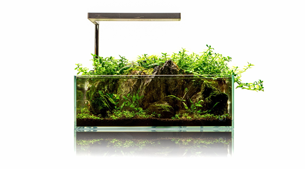 Grow Aquatic Houseplants in a Mini-Aquascape (with Shrimp