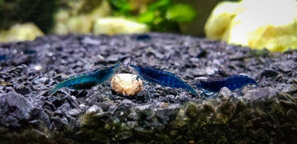 blue dream shrimp