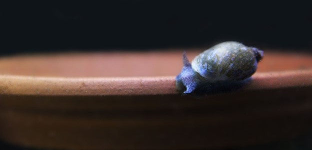 pest snail