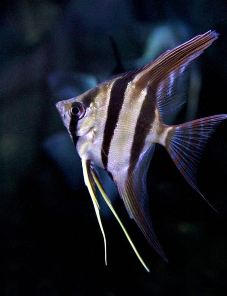 altum angel fish