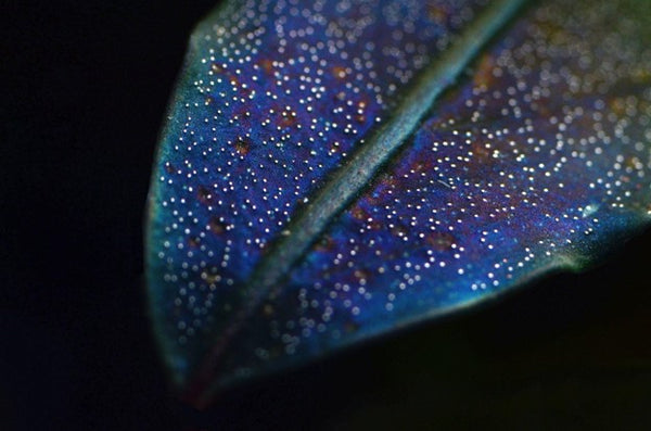 bucephalandra brownie blue