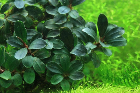 bucephalandra aquatic plant