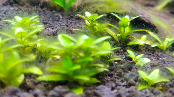 What would you do? Slow plant growth, melting, algae… :( : r/Aquascape