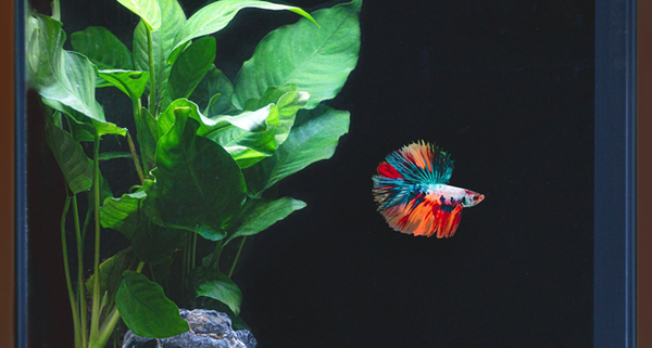 5 Popular Freshwater Fish for Planted Aquariums — Buce Plant