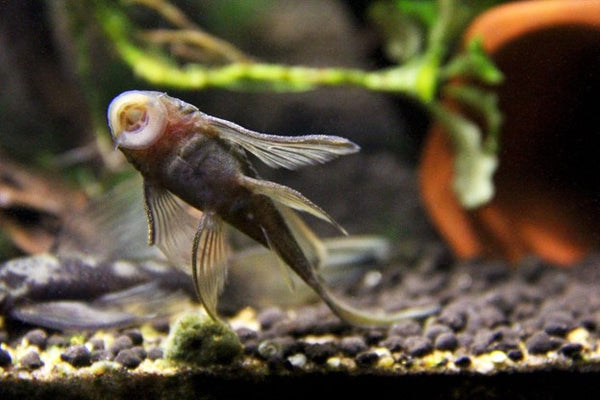 Green Dragon Bristlenose Plecostomus cleaning the glas.