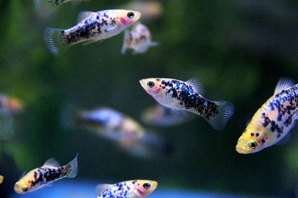 The Magic of Fish Tanks: How they may help improve a child's well-being