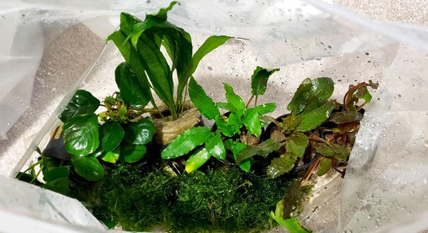 Set Up: Low Tech Planted Tank for a Betta Fish — Buce Plant