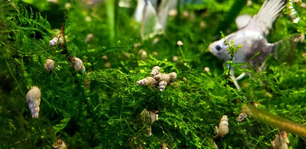 trumpet snails aquarium