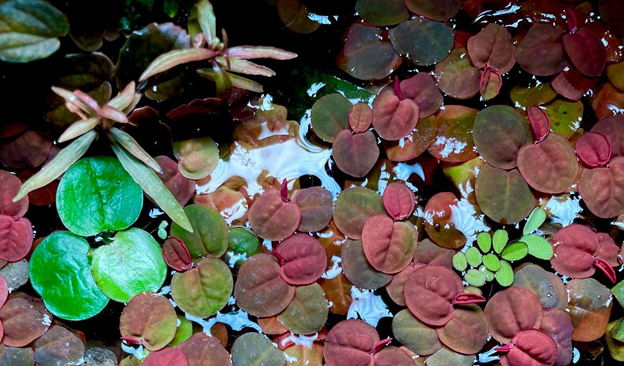 red root floaters