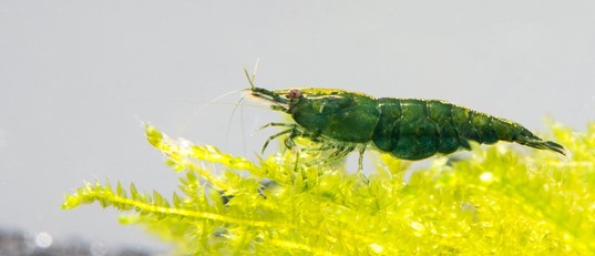green jade shrimp