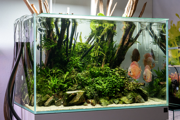 Home Aquarium: A Fish Tank Is Basically Live Art for Your Home—Here's How  to Keep One