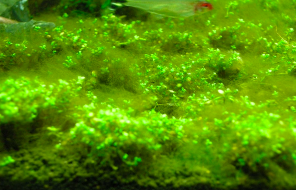 algae planted tank