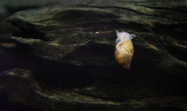 bladder snail