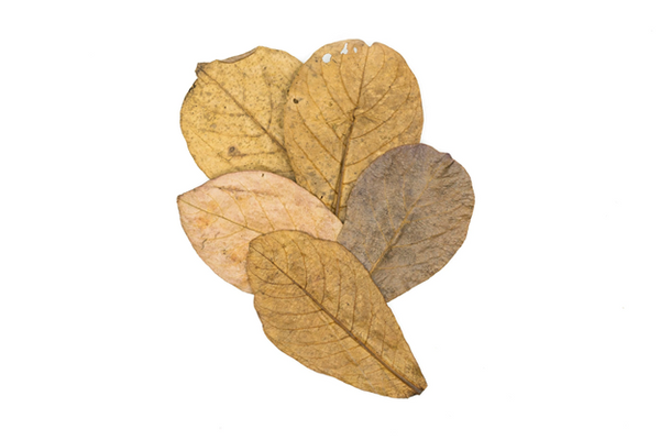 catappa leaves