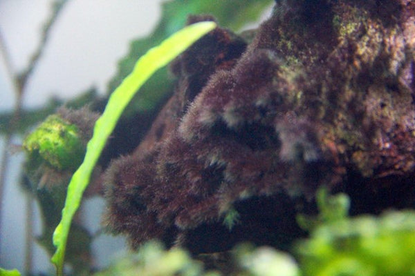 black beard algae