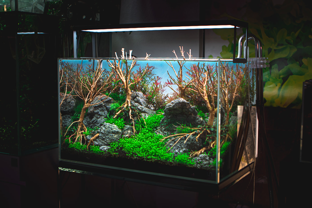 50 gallon tank setup  Fish tank, Freshwater aquarium, Aquarium
