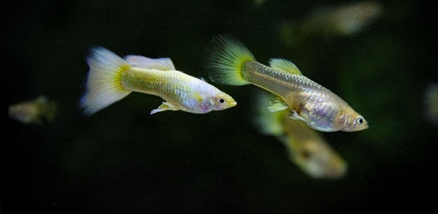 Guppy (Poecilia reticulata)