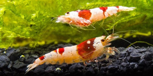 forsøg orientering udsættelse Guide: How to Breed Freshwater Shrimp — Buce Plant