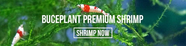 buce plant premium shrimp packs