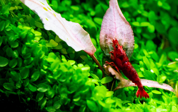 red cherry shrimp