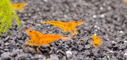 tangerine tiger shrimp