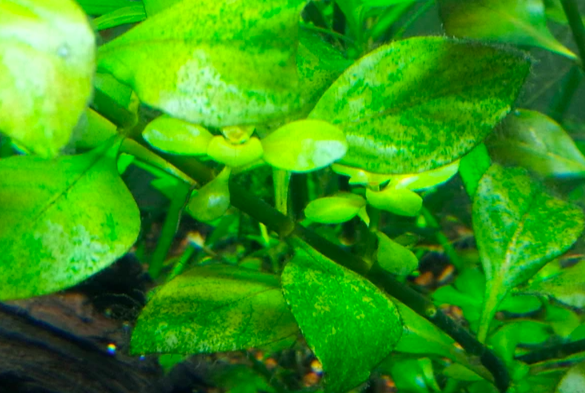anubias algae