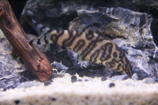 yoyo loach