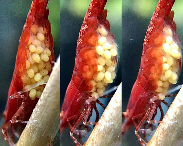 forsøg orientering udsættelse Guide: How to Breed Freshwater Shrimp — Buce Plant