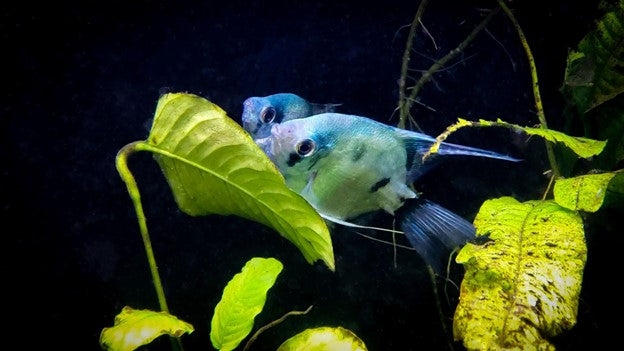 Philippine Blue Angelfish spawning on the leaf of an Anubias Barteri