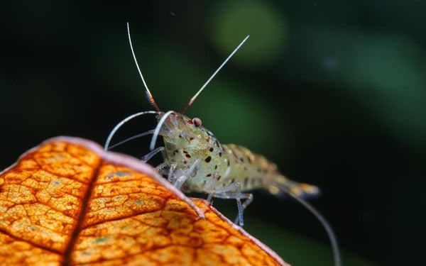 freshwater shrimp on a leaf