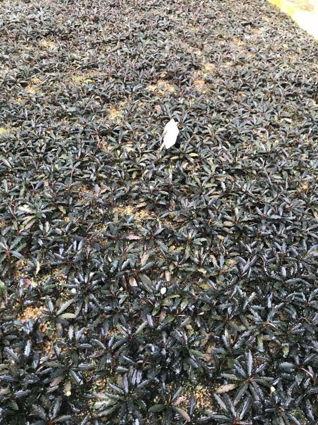 farmed bucephalandra