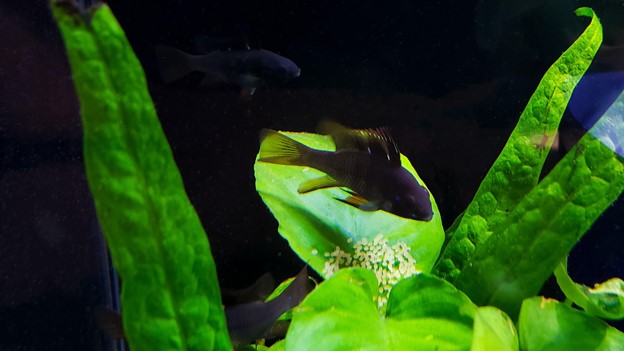 black rams fish