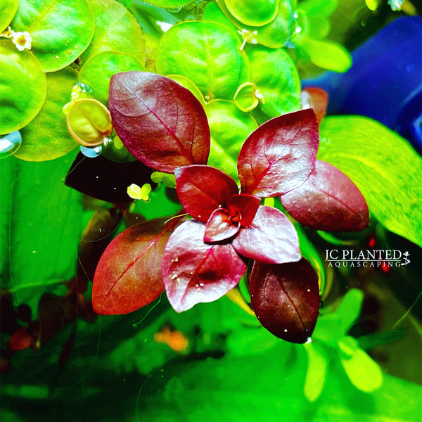 ludwigia natans super red