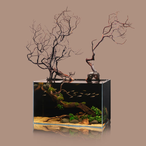 biotope aquascape