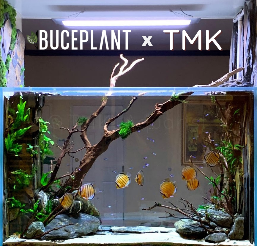 tmk buce plant giveaway