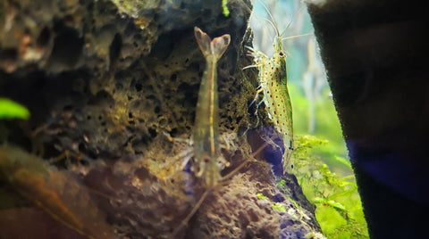 amano shrimp