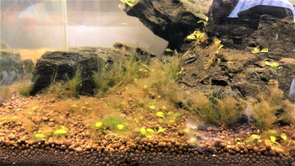 brown algae diatoms in aquarium