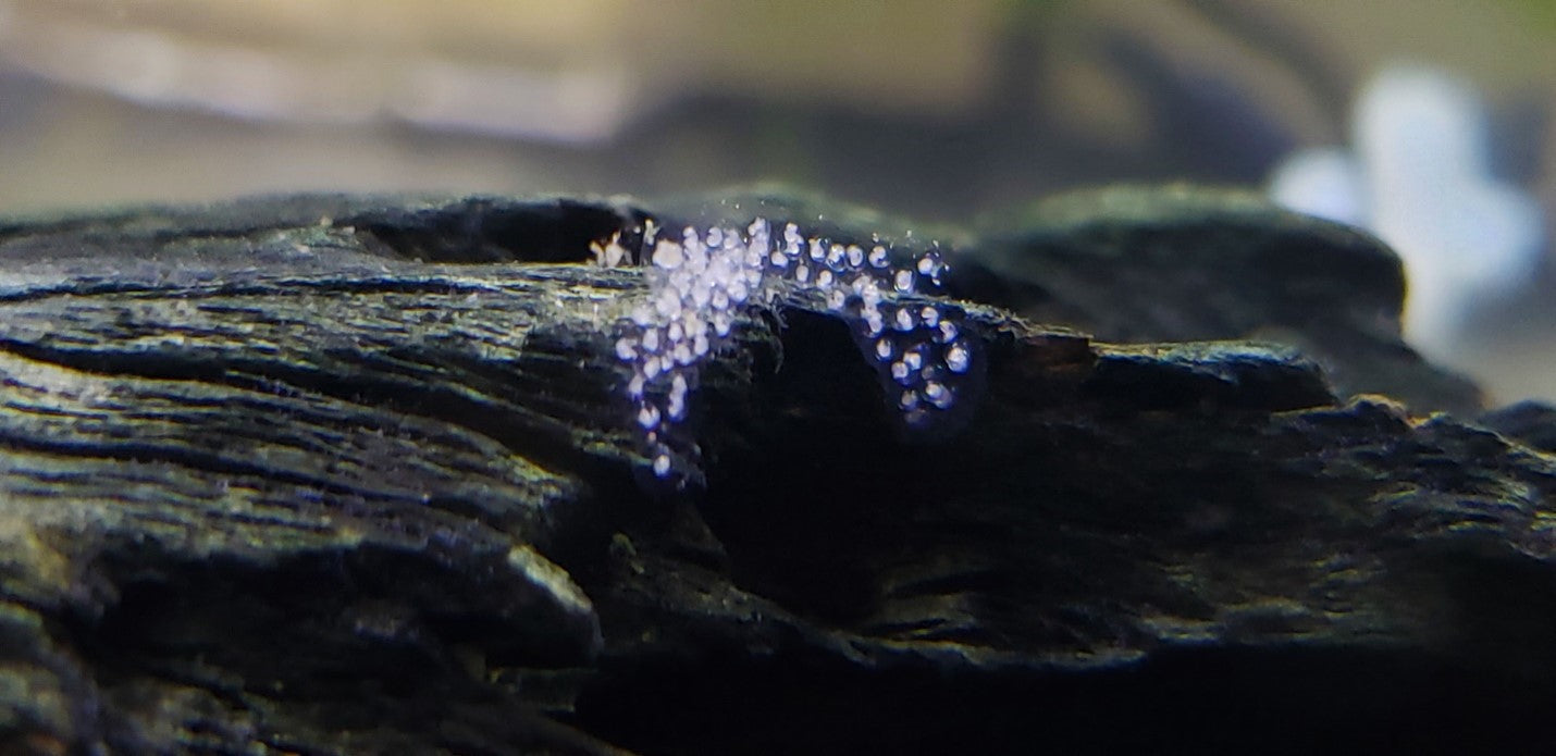 aquarium snail eggs