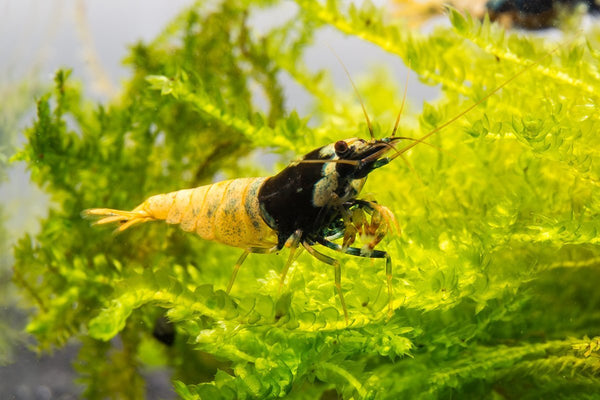 BLACK PINTO SHRIMP