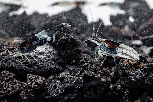 Black Rili Shrimp