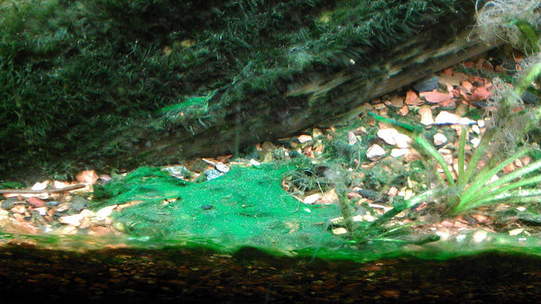 blue green algae [Chia sẻ] Các loại rêu hại và cách xử lý trong bể thuỷ sinh blue green algae grande