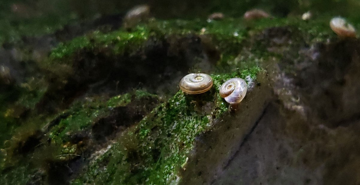 Ramshorn Snail (Planorbidae)